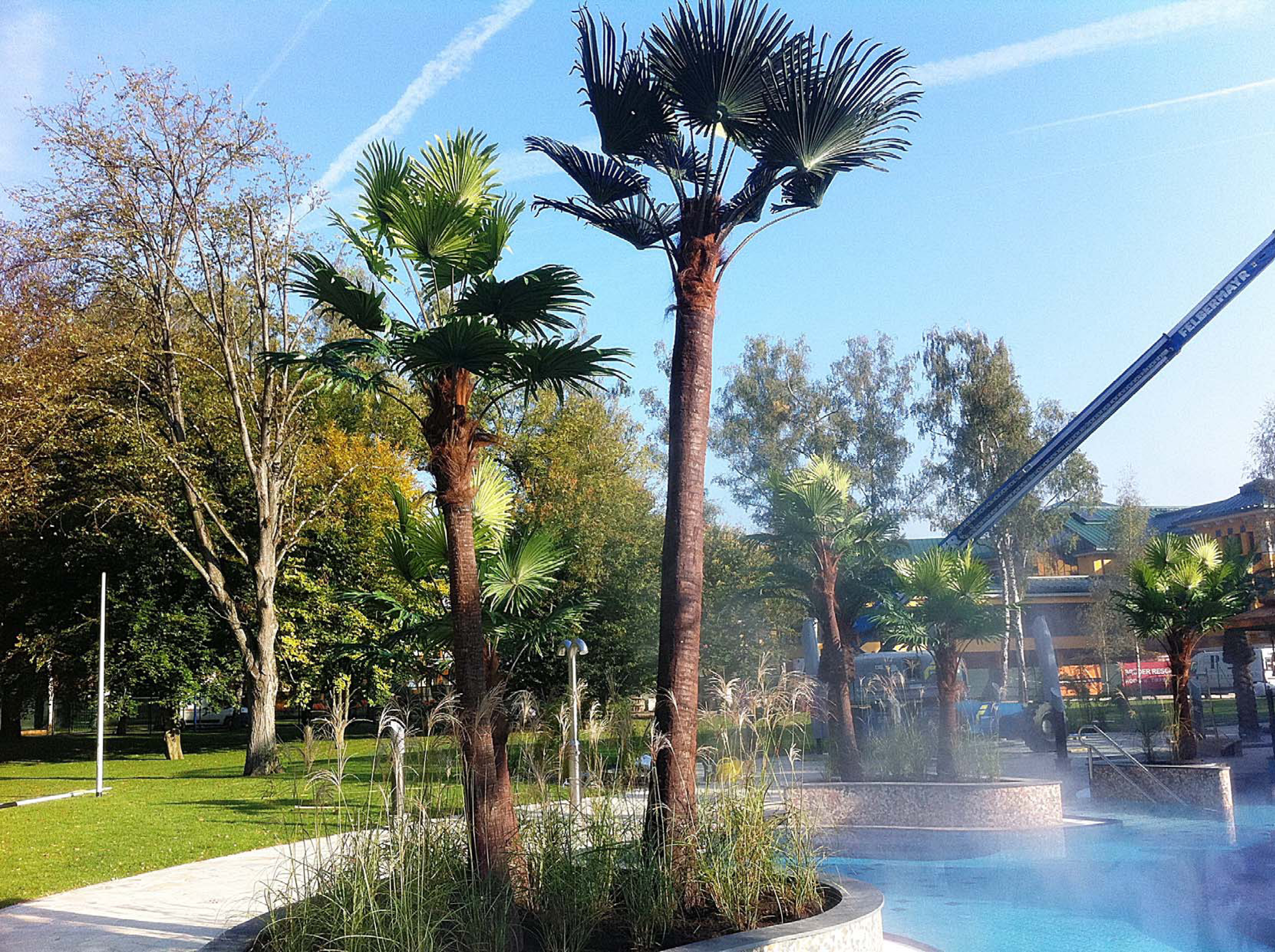 奧地利溫泉水療中心仿真棕櫚樹(shù)