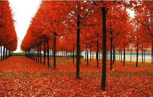 仿真楓樹(shù)制作流程及優(yōu)勢(shì) 仿真楓樹(shù)制作流程及優(yōu)勢(shì)