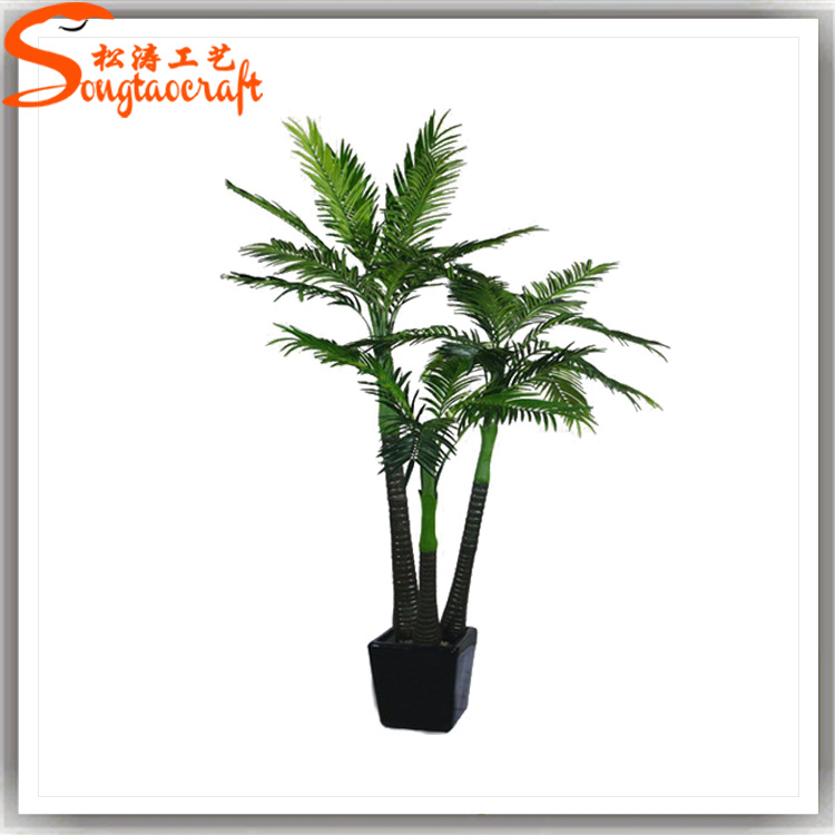 棕櫚樹，椰子樹，檳榔樹區(qū)別